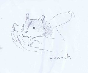 pencil drawing of hannah, my friend's hamster
