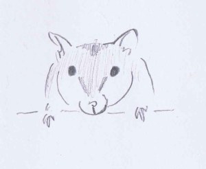 quick pencil sketch drawing of my friend's white siberian hamster