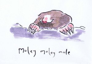pen and ink mole drawing