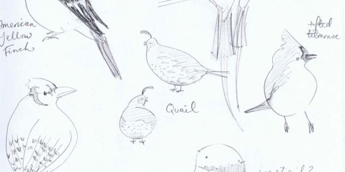 pencil drawings of birds